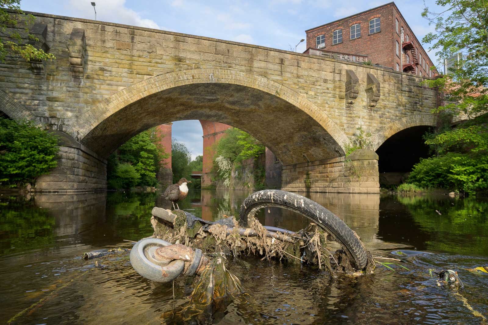 Dipper (Cinclus cinclus), River Mersey, Greater Manchester.  A team from Manchester University reported that the rivers flowing through Greater Manchester had the highest levels of micro plastic contamination found anywhere in the world.