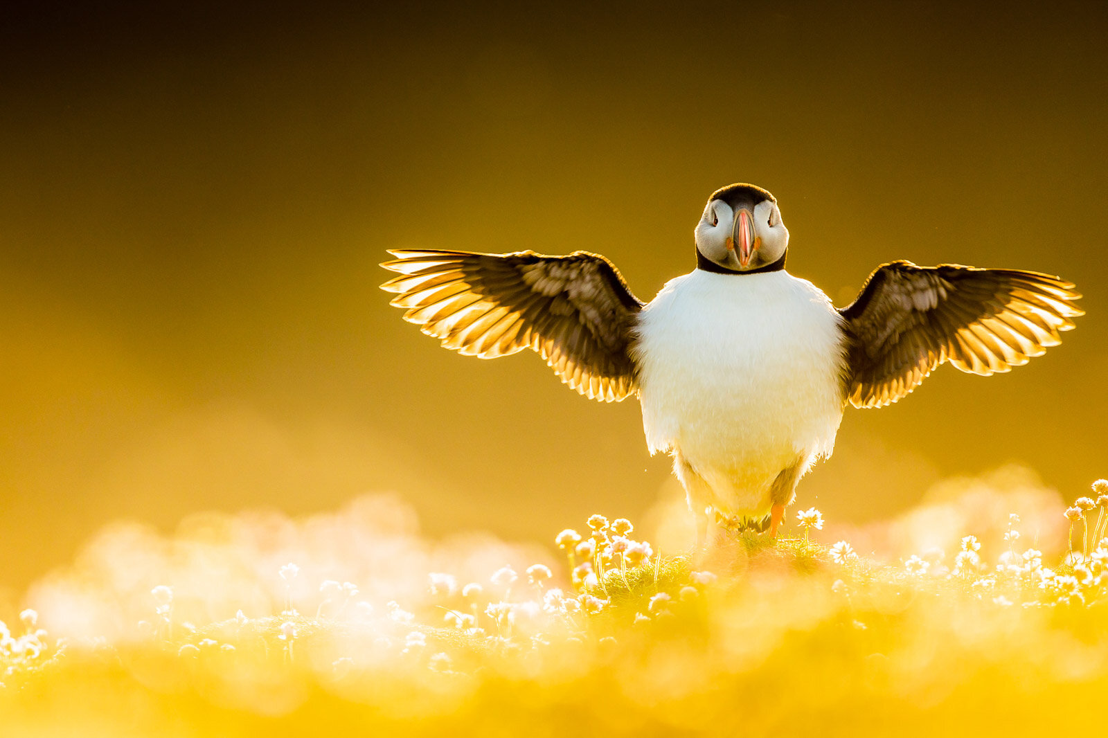 kevin-morgans-puffin-portfolio-winner-6