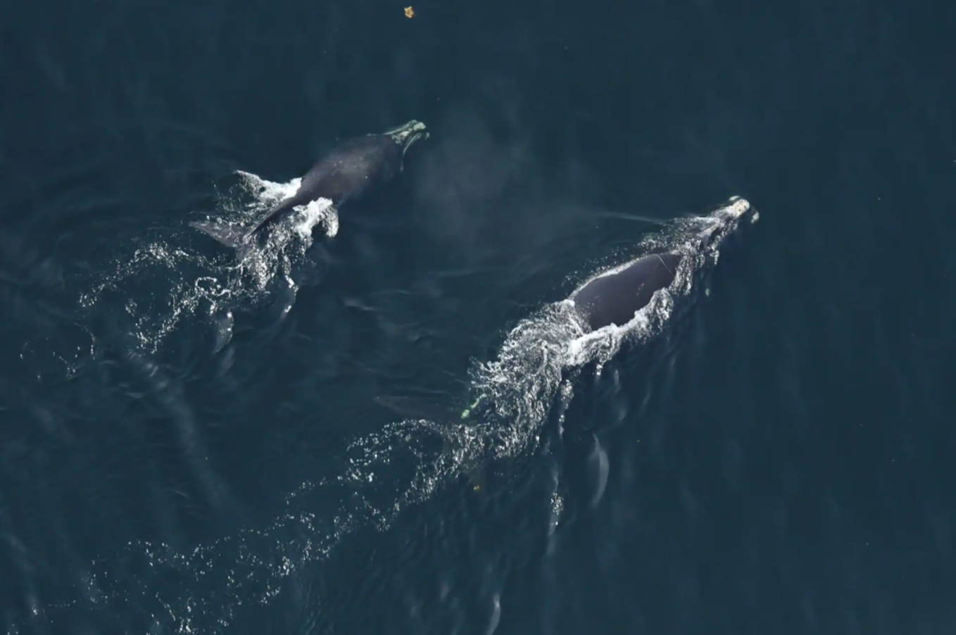 Difficile cohabitation des pêcheurs avec les baleines noires