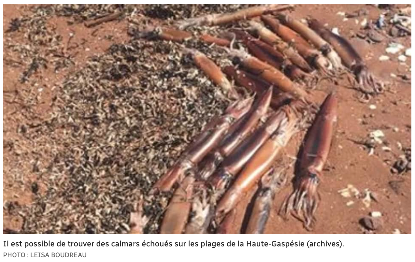 Capture d’écran, le 2022-01-27 à 16.51.13