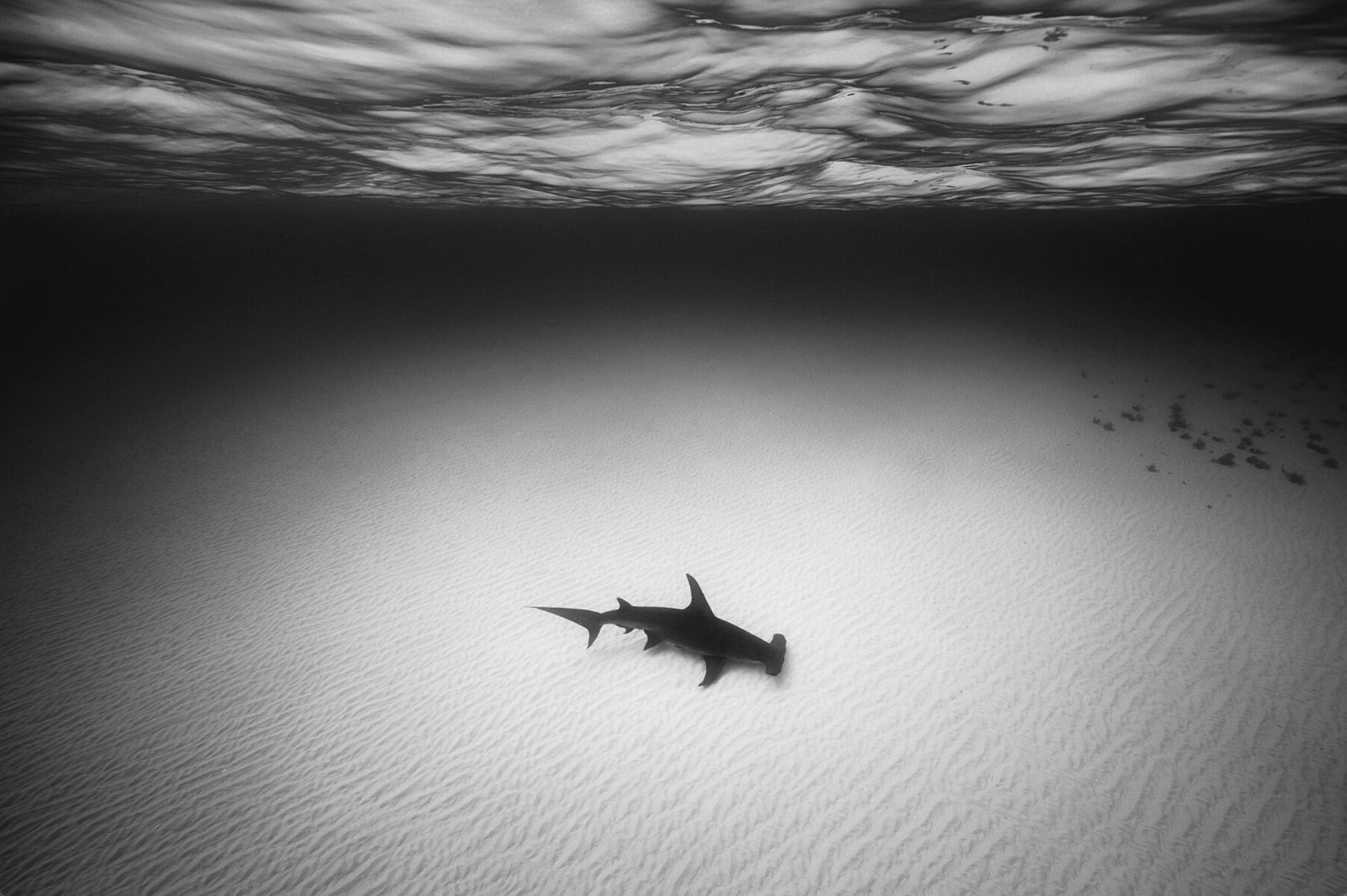 VT4-©Cristina-Mittermeier-Hammerhead-Shark-2