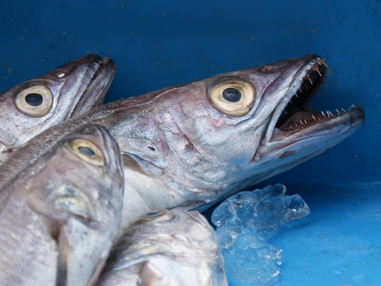 Les autorités enquêtent sur un rejet de milliers de poissons dans l’Atlantique