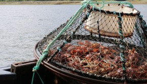 A crab trap with lots of crabs in Ketchikan, Alaska.