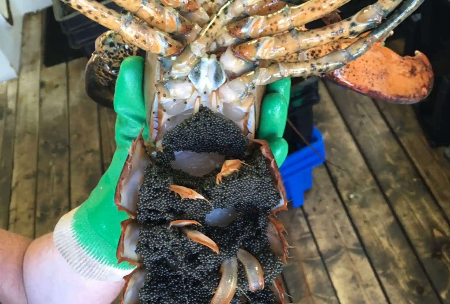 Homard des Îles-de-la-Madeleine: un nouveau projet pour la pérennité de la ressource