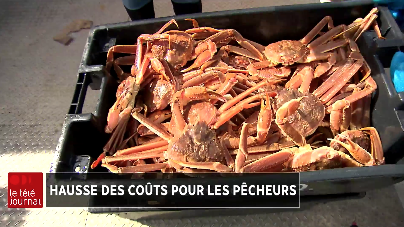 Des pêcheurs de l’Est-du-Québec inquiets pour la vente des crabes de neige