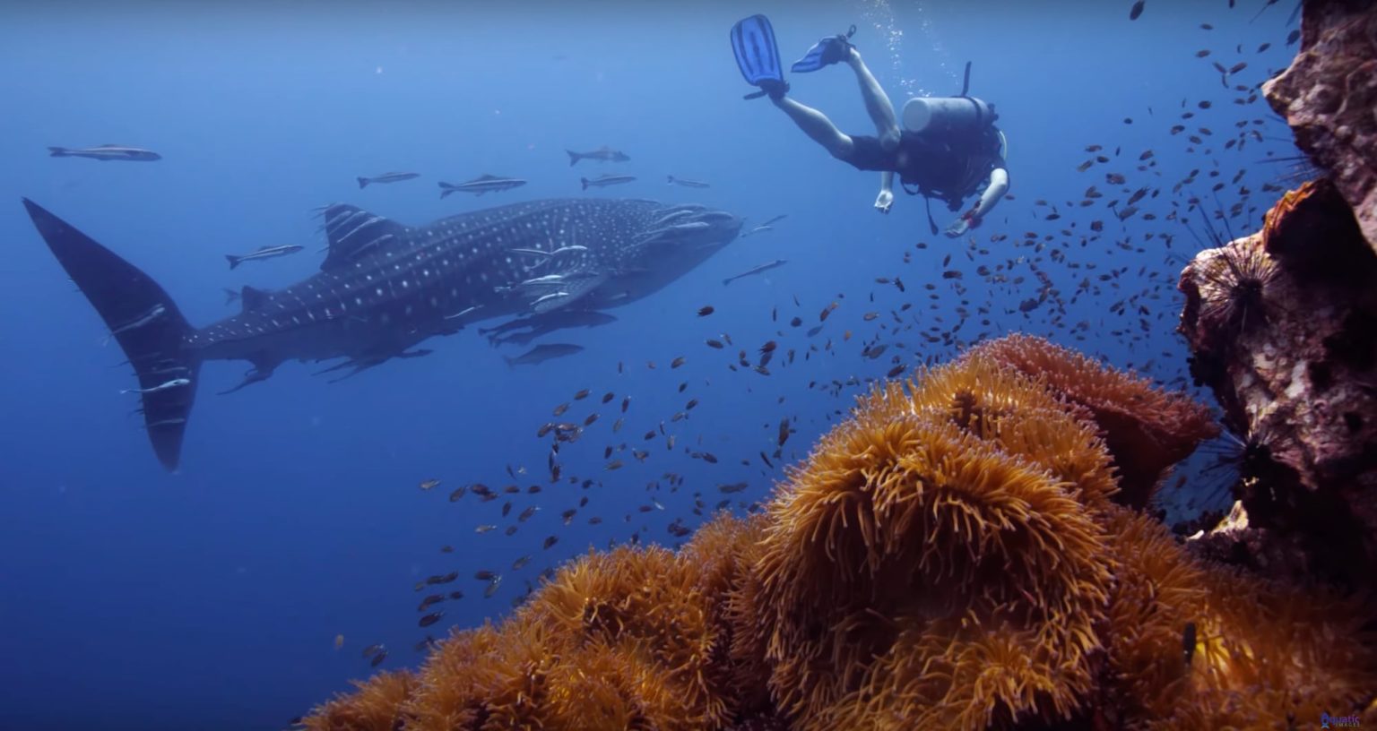 [VIDÉO] Un majestueux requin baleine dans le golfe de Thaïlande