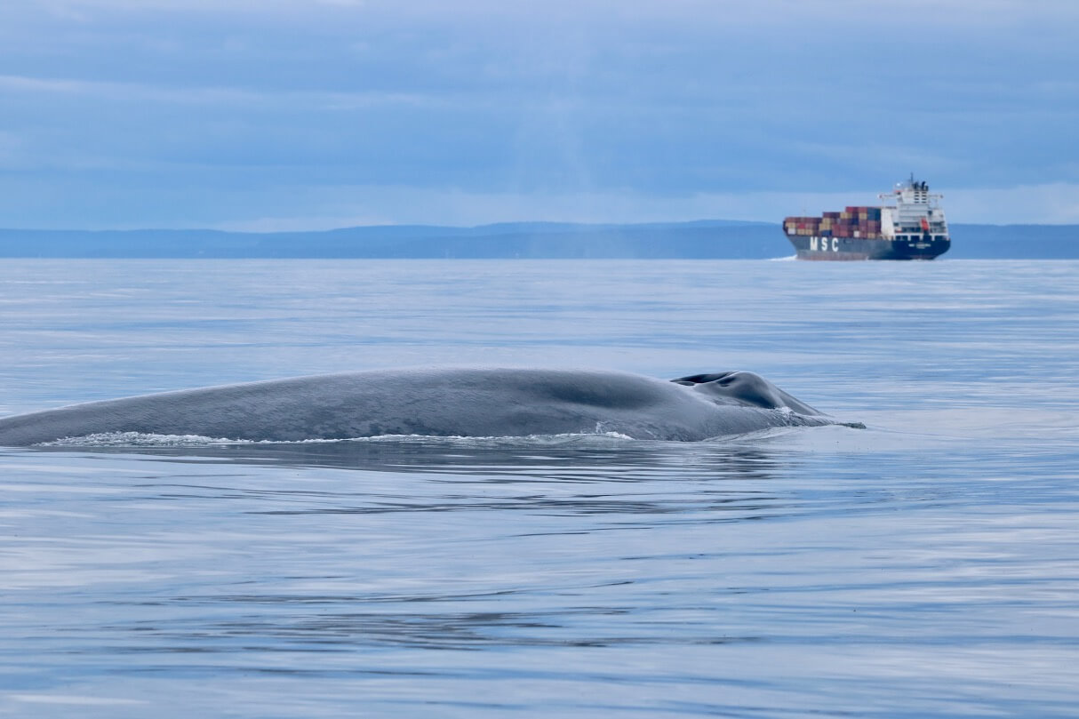 5 initiatives prometteuses pour éviter les collisions avec les baleines