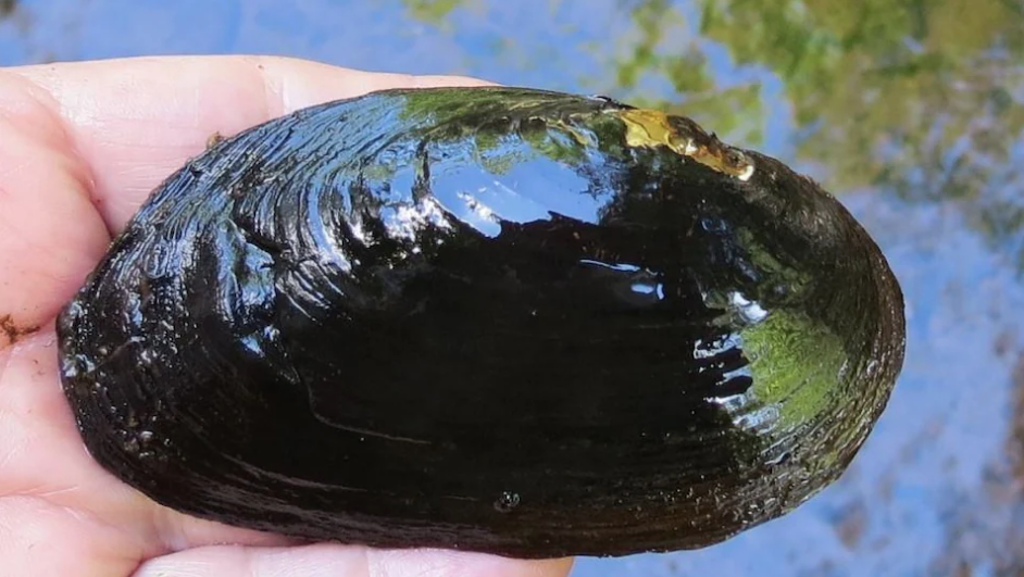 Deux espèces de moules d’eau douce seraient menacées à l’Î.-P.-É
