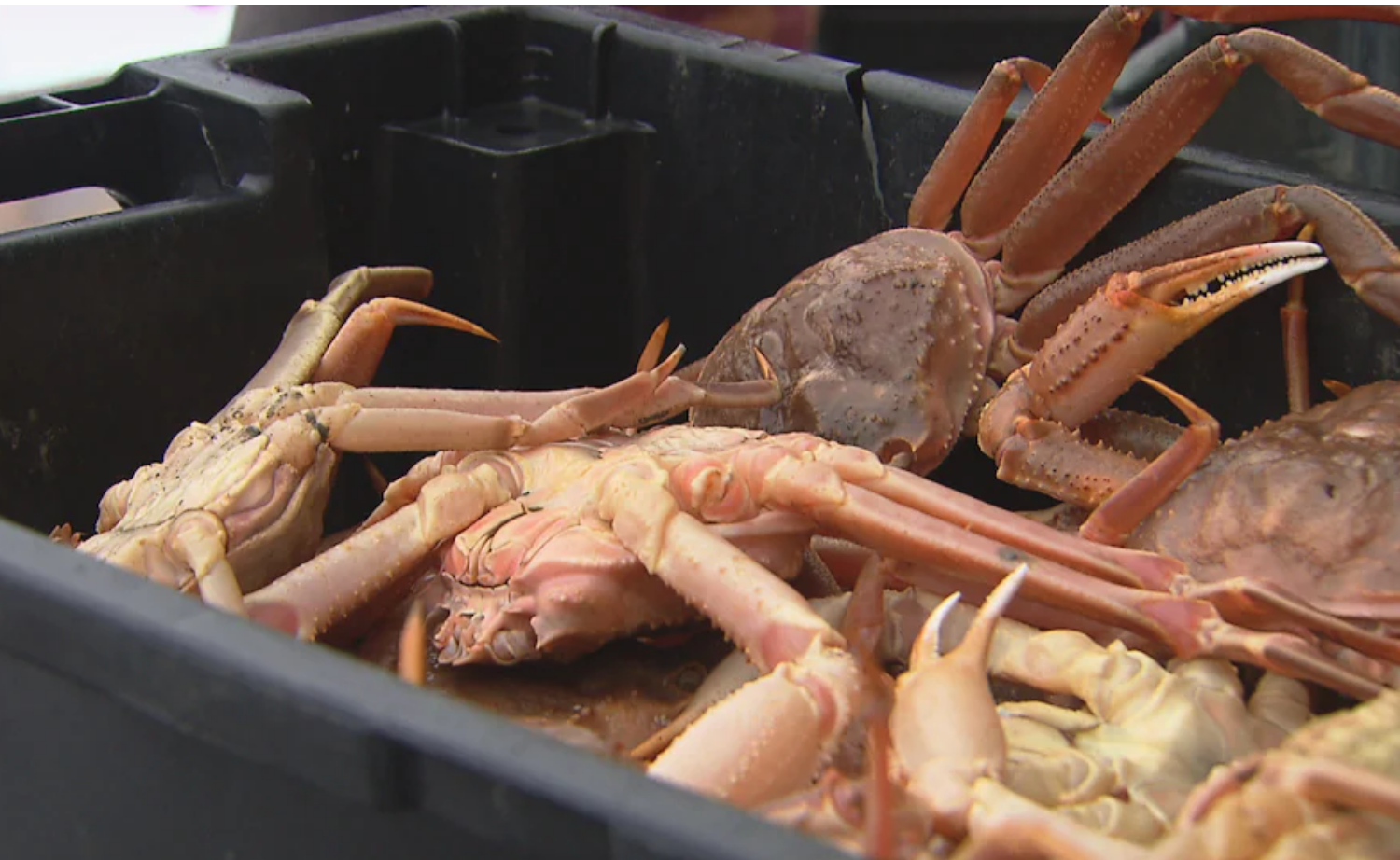 Le crabe est « trop cher pour les consommateurs »