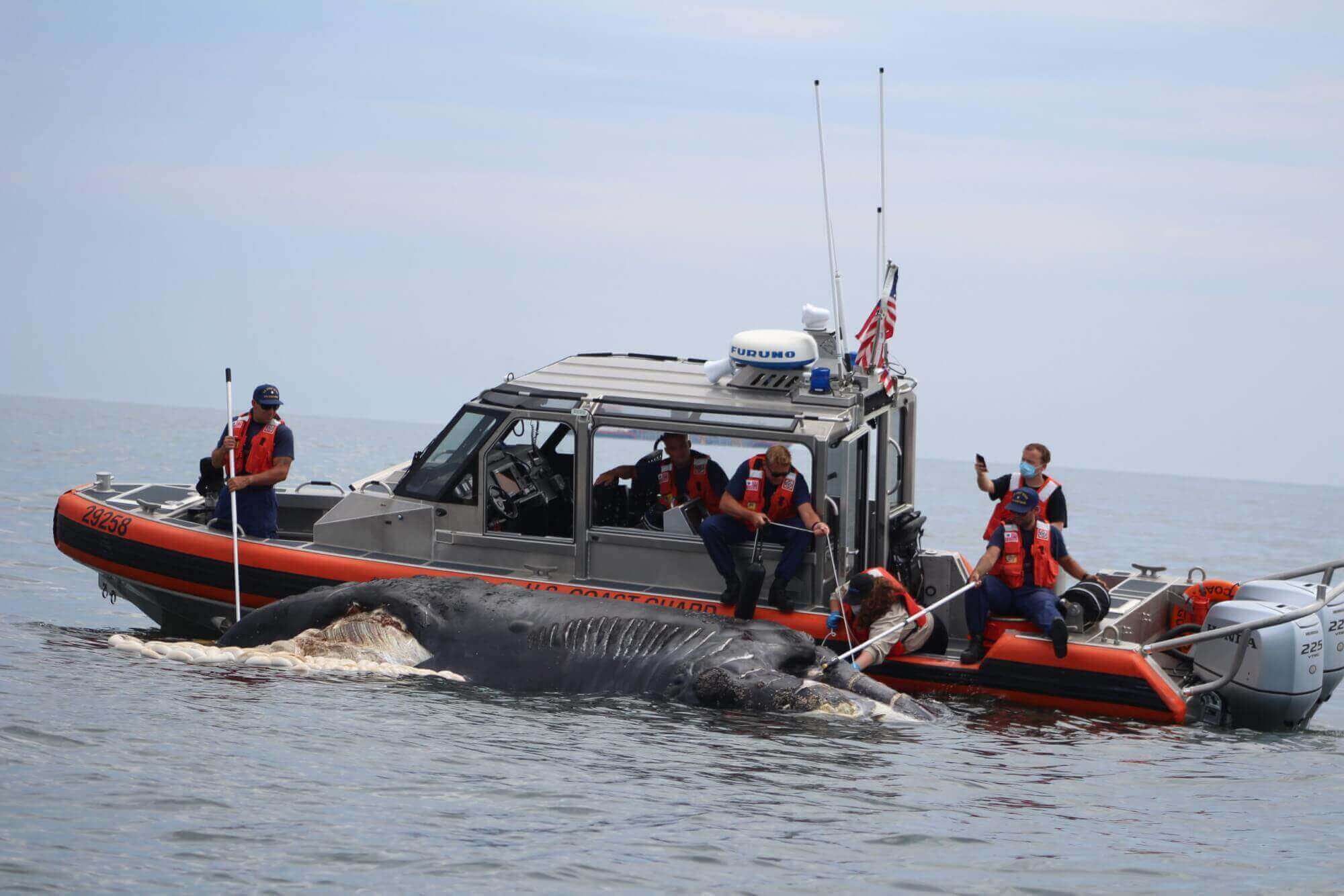 EG-Carcasse-veau-juin-2020-c-Marine-Mammal-Stranding-Center-NMFS-permit-18786-04-scaled