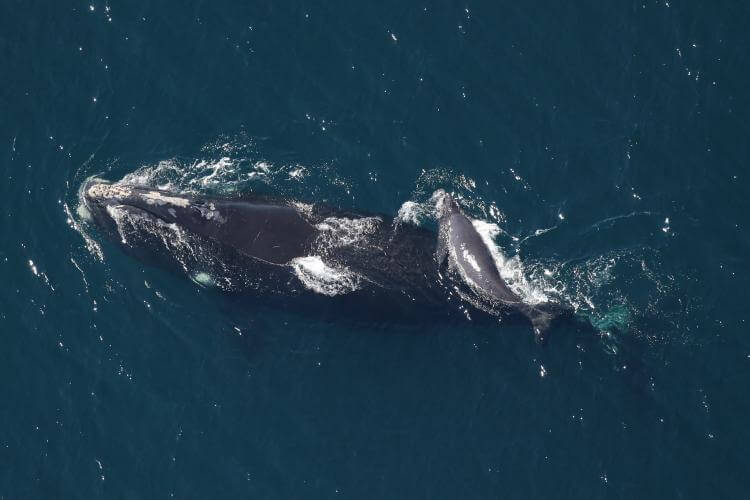 15 baleineaux porteurs d’espoir pour les baleines noires