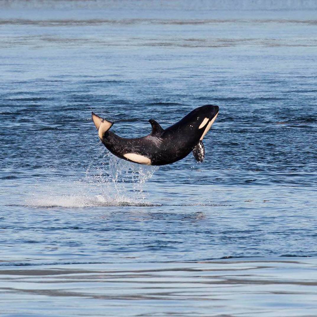 j50_scarlet_Salish_sea_orca