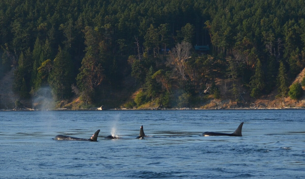 orca_pod_killer_whale_ocean_swim_marine-763017.jpgd_