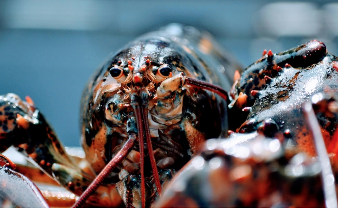 DOSSIER : Qui freinera les acquisitions d’usines de fruits de mer par de grands consortiums?