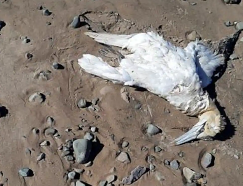 Des oiseaux meurent mystérieusement aux Îles de la Madeleine