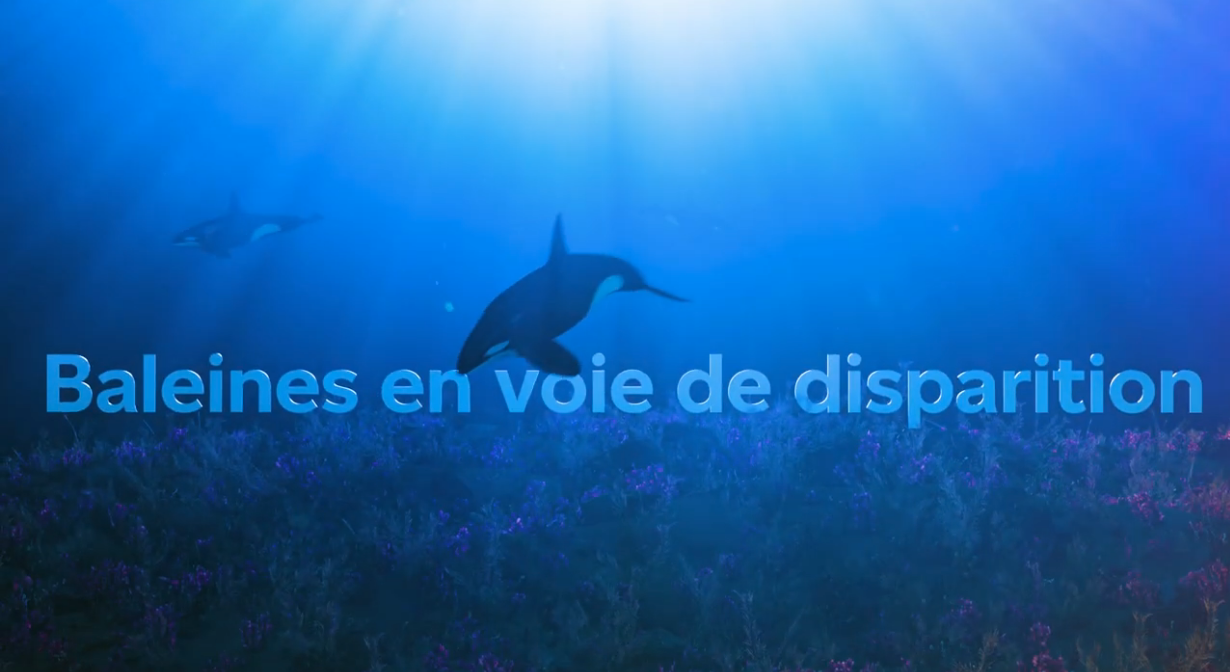 Des timbres mettent en vedette 5 espèces de baleines en voie de disparition