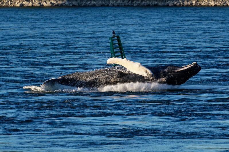 Pour aider une baleine, il faut parfois la laisser tranquille