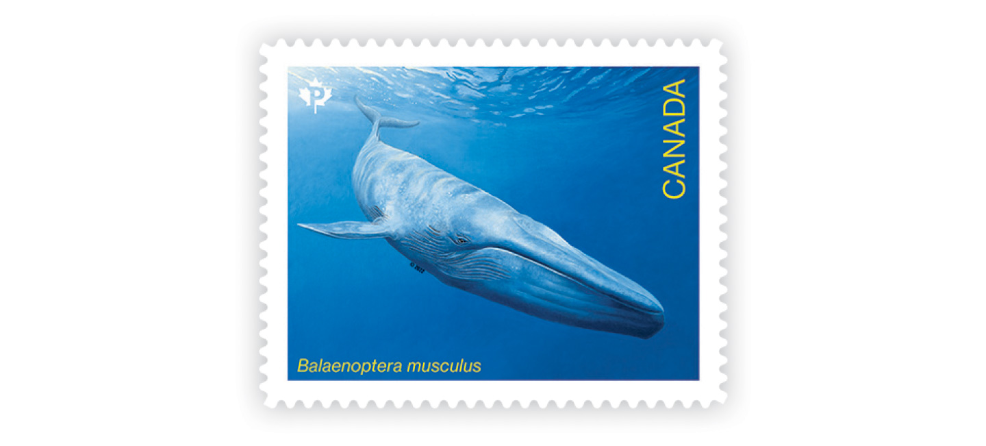 Whales-individual-inline-image2