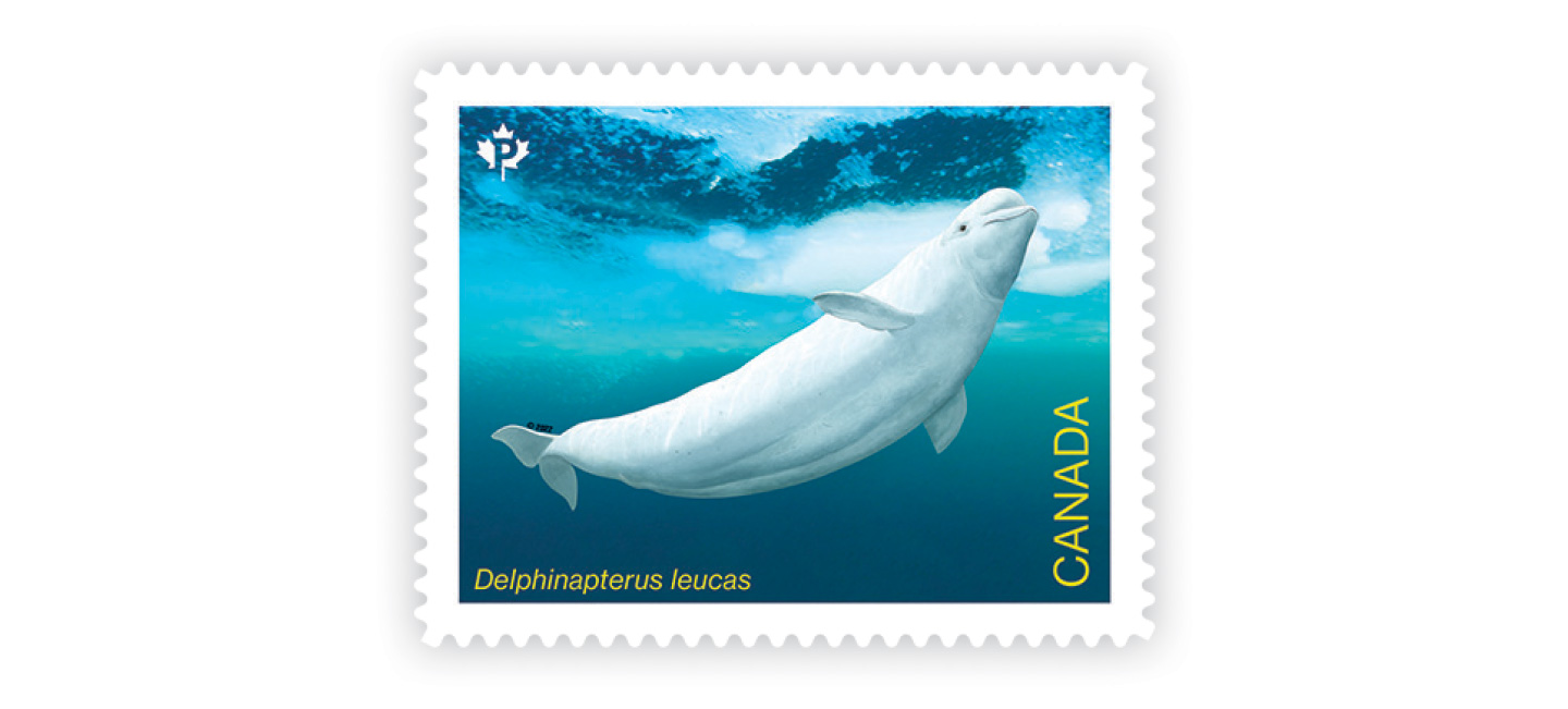 Whales-individual-inline-image3