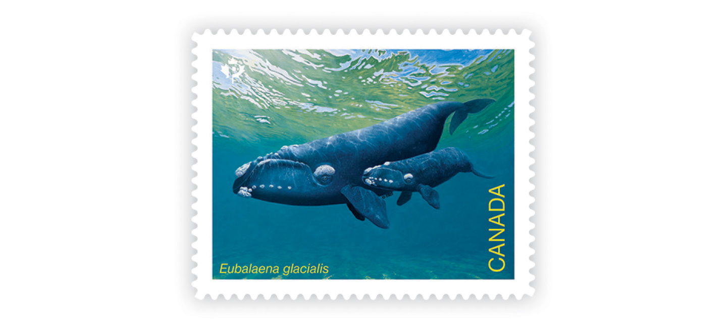 Whales-individual-inline-image4