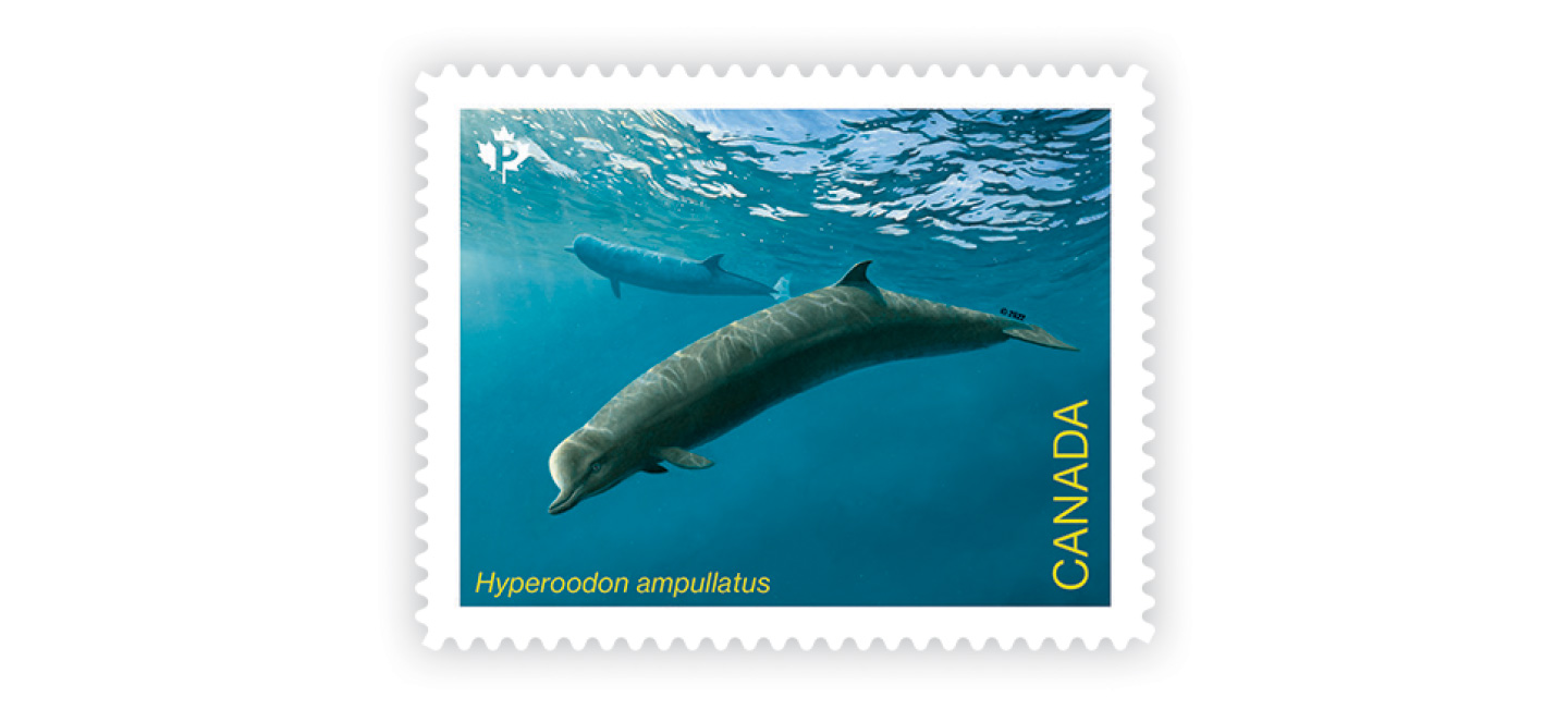 Whales-individual-inline-image5