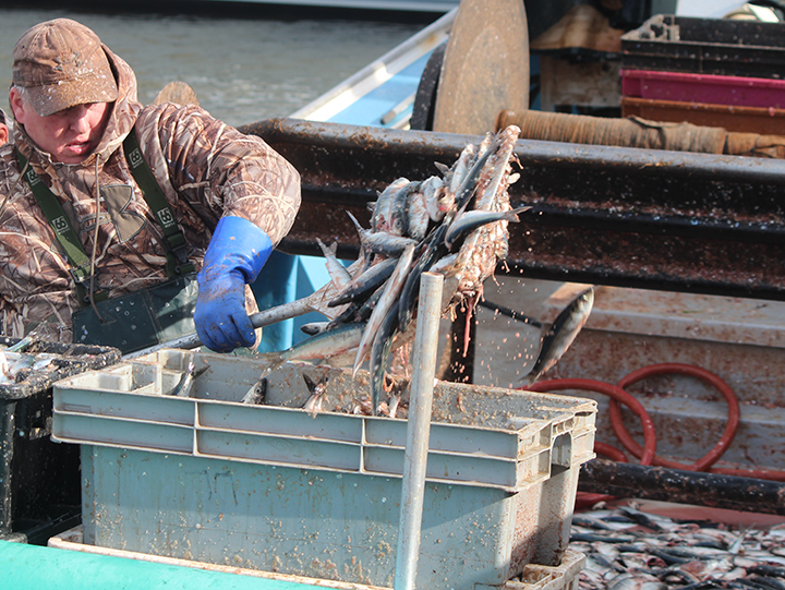Fermeture de la pêche au hareng et au maquereau bleu : De plus en plus de pêcheurs «consternés» par la décision de la ministre Murray