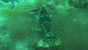 homard