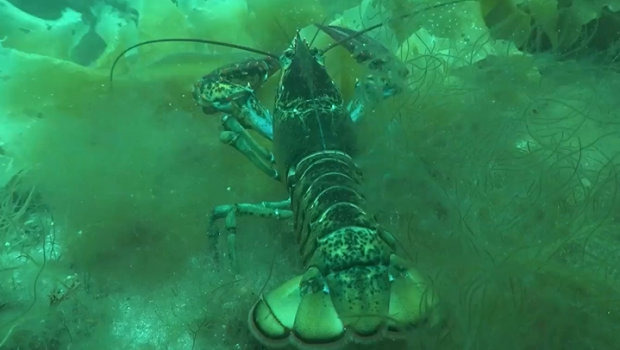 homard