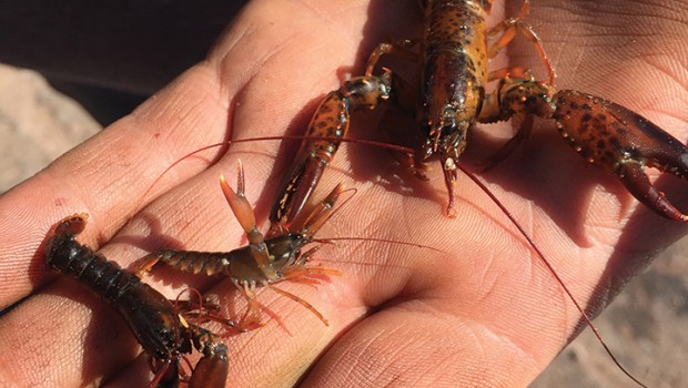1-Homard2_Credit_Laura Ramsay, PEIFA