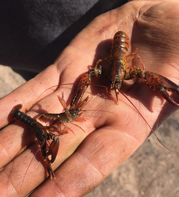 Le homard est en excellente santé dans le sud du golfe