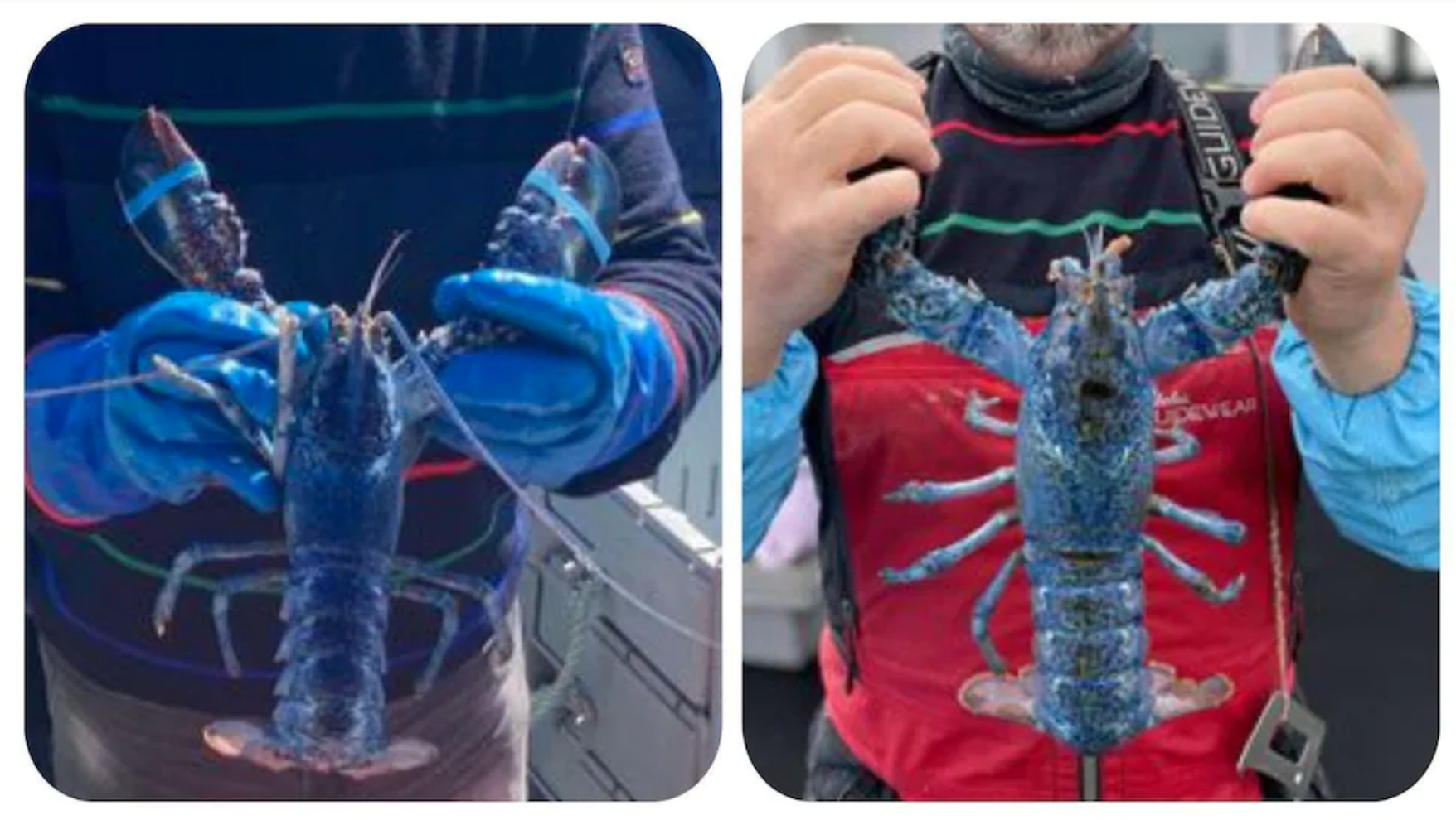 Deux homards bleus pour un pêcheur des Îles-de-la-Madeleine