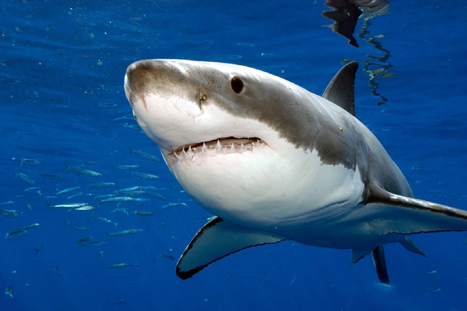 De nombreux grands requins blancs se dirigent vers le Canada atlantique