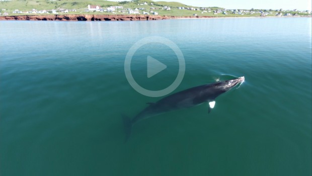 baleines