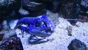 Incroyable-Il-peche-un-splendide-homard-bleu-scaled