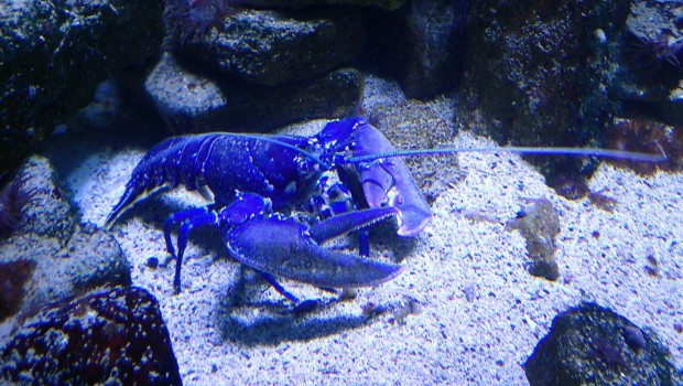Incroyable-Il-peche-un-splendide-homard-bleu-scaled