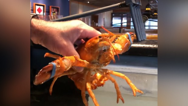 homard