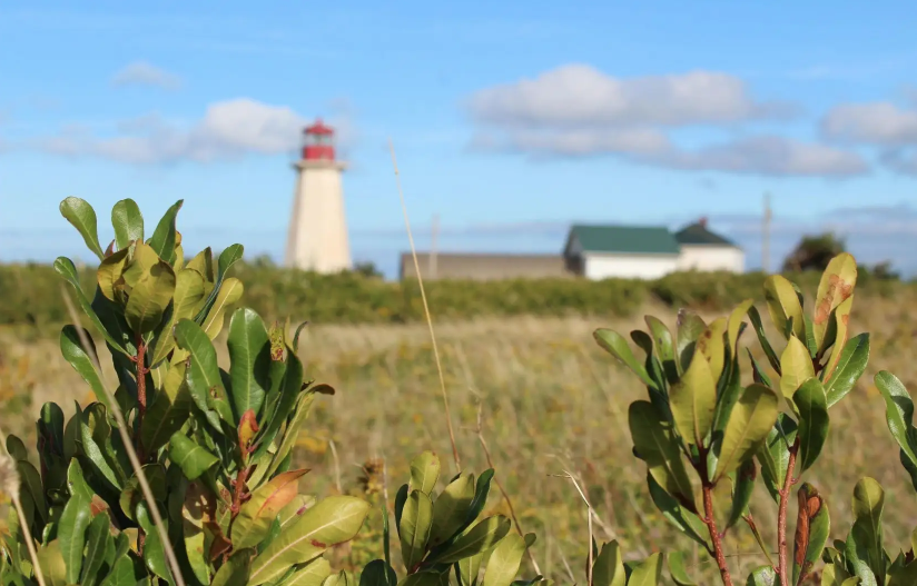 Le myrique pour lutter contre l’érosion des Îles de la Madeleine