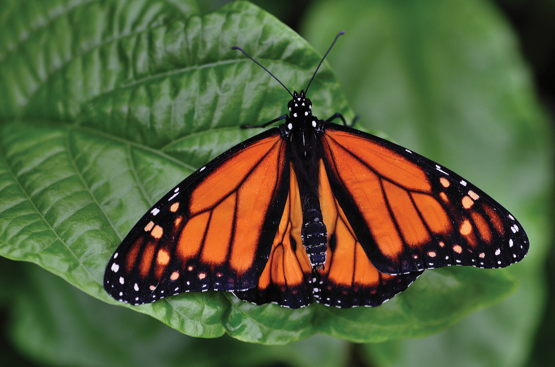 Danaus plexippus