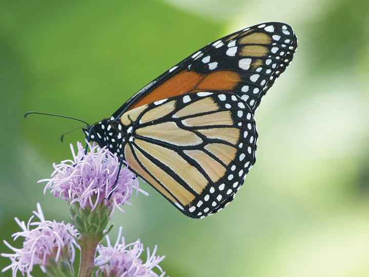 Danaus plexippus