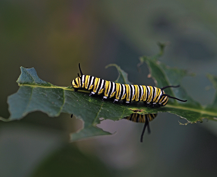 Danaus plexippus