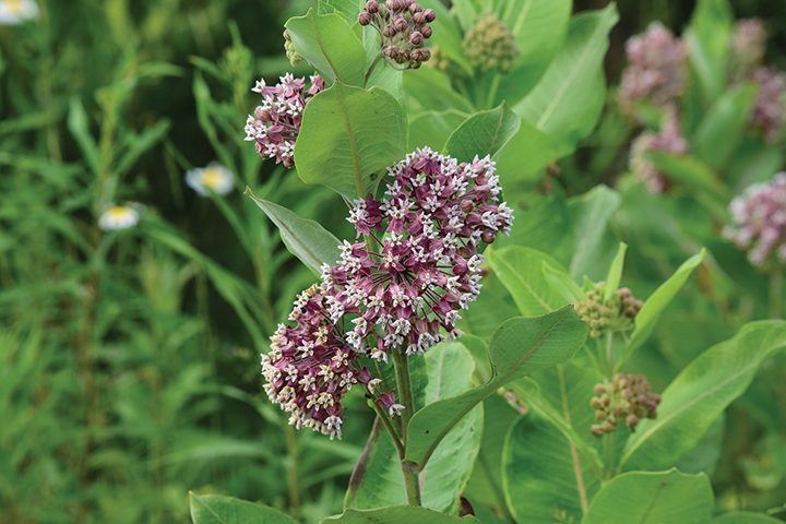 Asclepias syriaca