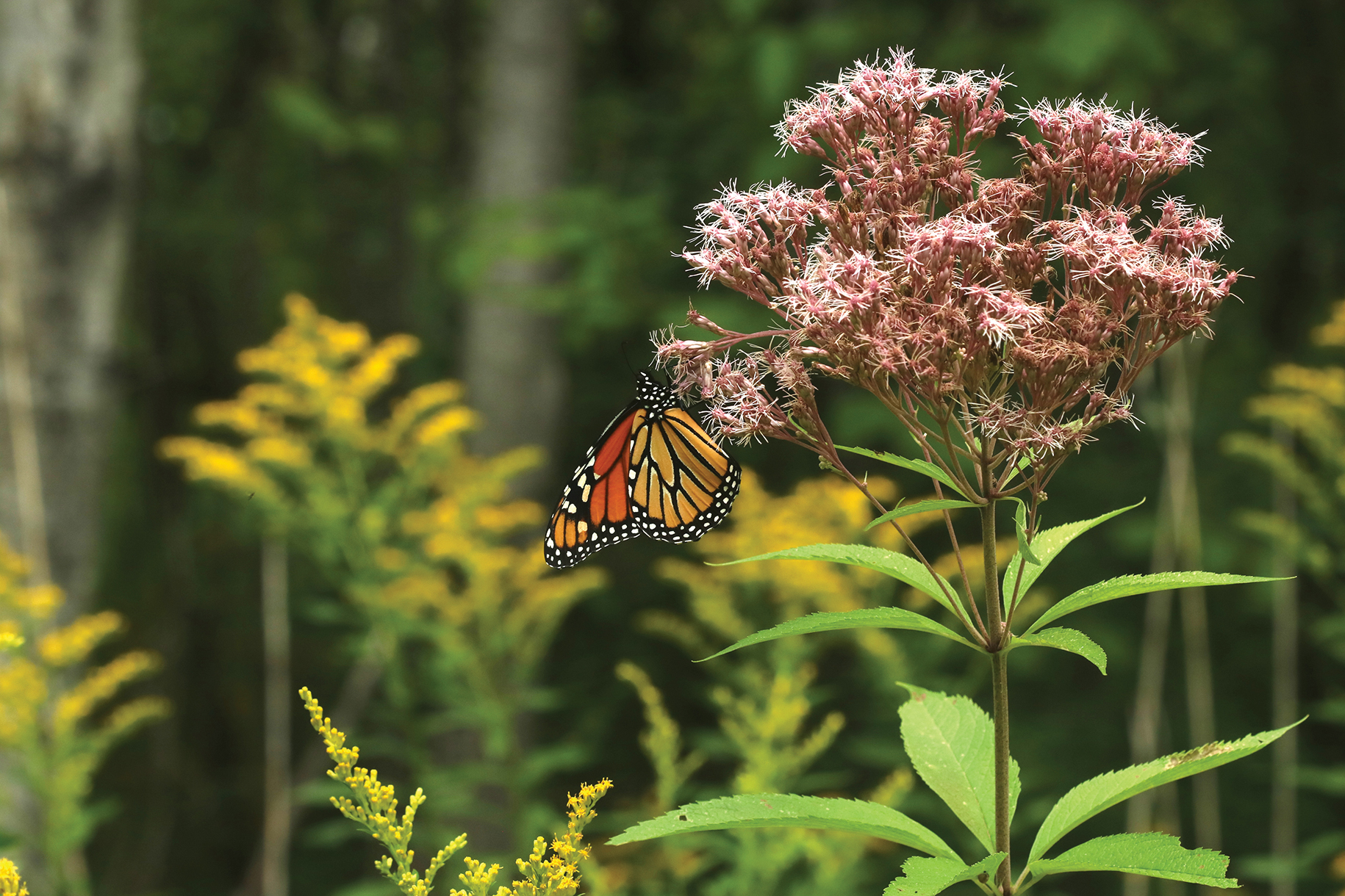 Au Canada, le papillon monarque bat de l’aile