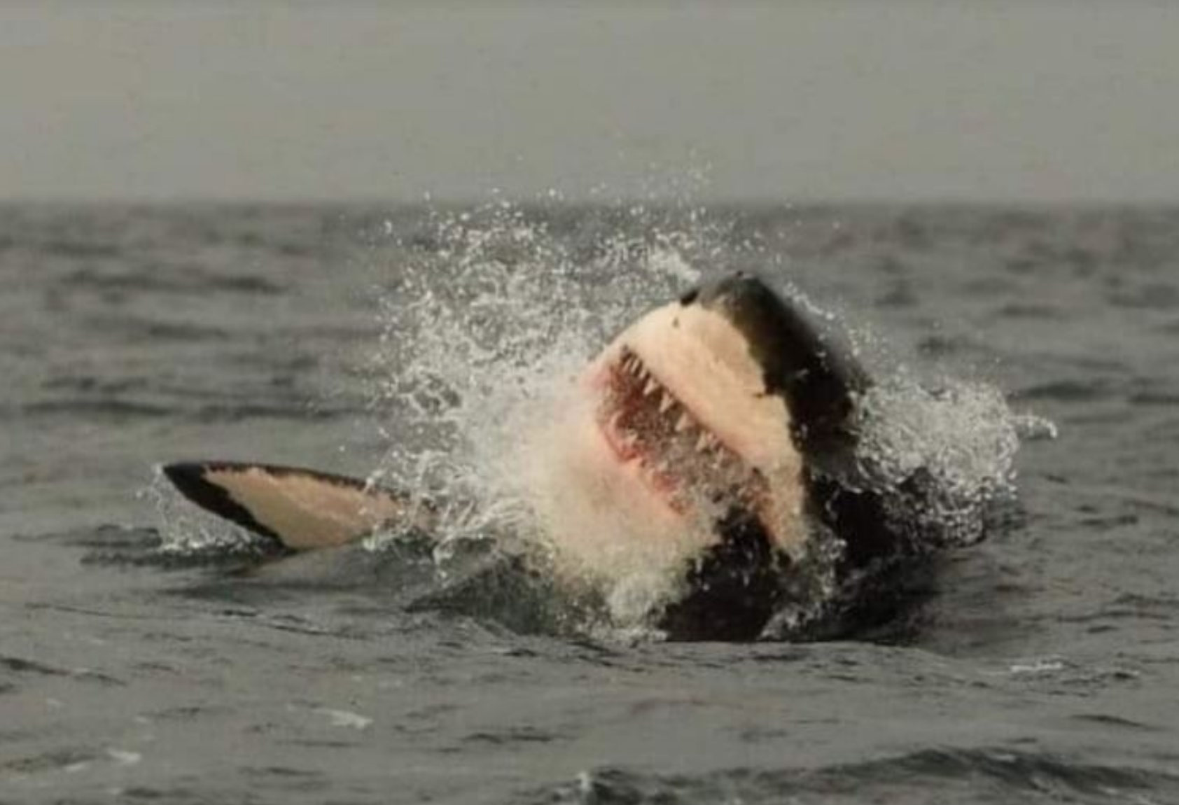 Requin blanc : Face à face avec les chercheurs aux îles