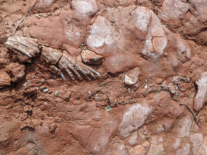 Un fossile pouvant avoir 300 millions d’années est trouvé à Cap-Egmont