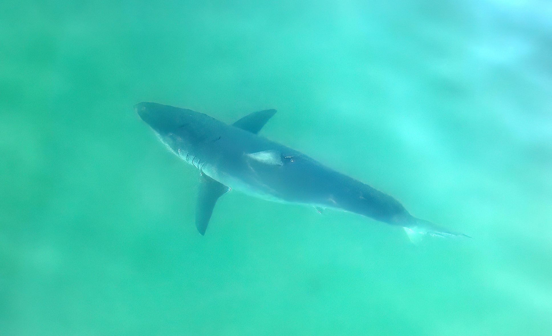 Un terrain de chasse du requin blanc découvert près des Îles-de-la-Madeleine?