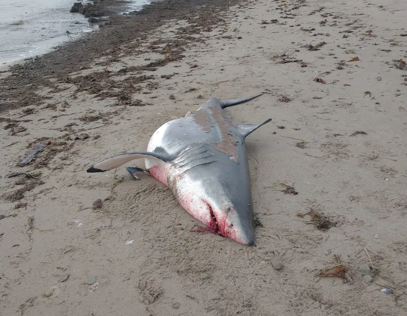 Nouveau-Brunswick : Un requin blanc retrouvé échoué sur les côtes du golfe du Saint-Laurent, «une première»