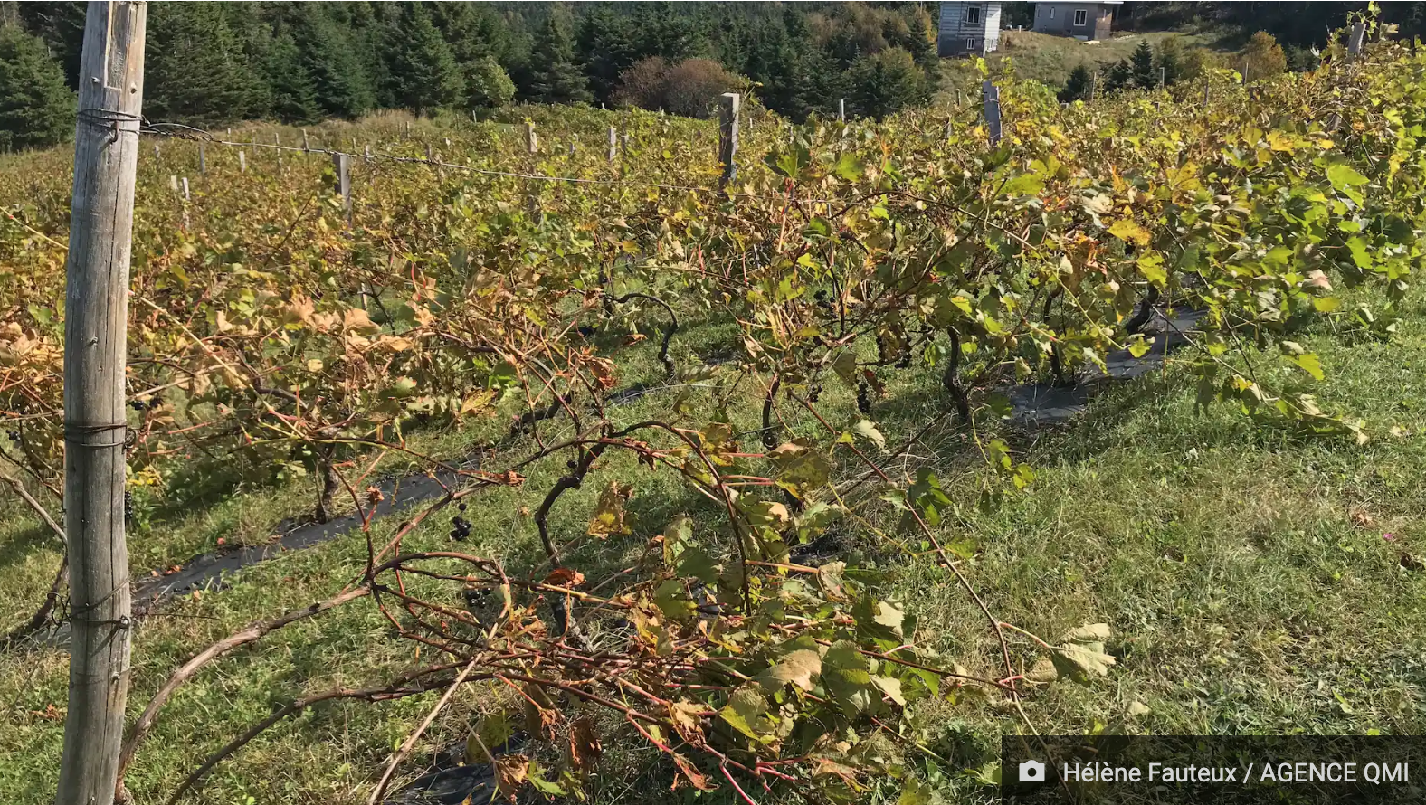 Fiona précipite les vendanges aux Îles-de-la-Madeleine