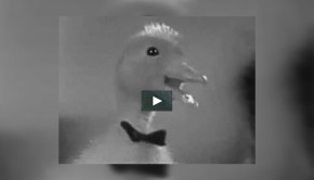 saturnin