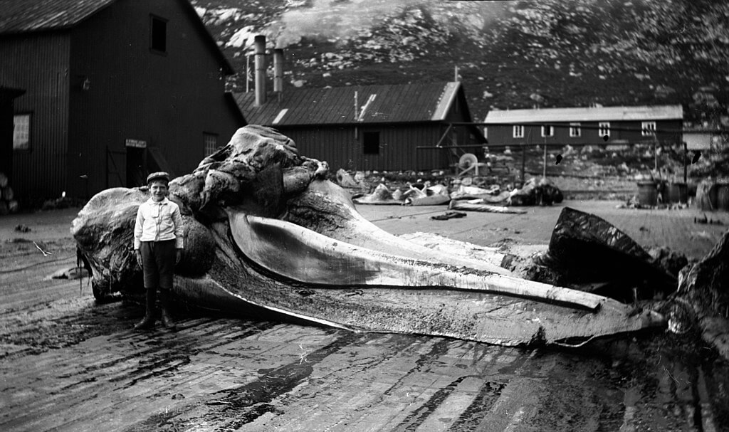 DOSSIER : Où en est la chasse à la baleine dans le monde ?