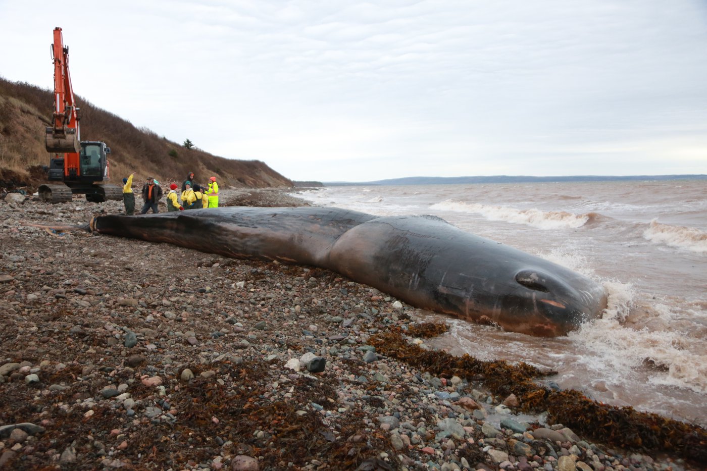 Un cachalot retrouvé mort avait ingéré 150 kg d’équipement de pêche